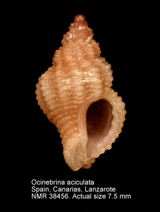 Ocinebrina aciculata (10).jpg - Ocinebrina aciculata(Lamarck,1822)